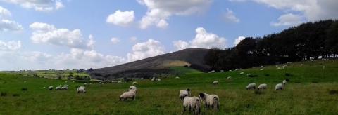 Sheep Grazing near Saddle Fell © Tony Openshaw