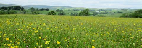 Fabulous to see the restoration of hay meadows nr. Bell Sykes © Sue Lowe