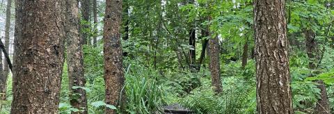 Steps of Lothlorien Woods © Serena Danielle