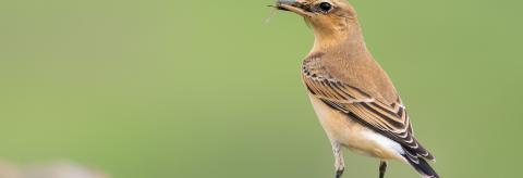 Each September, I love to see the Wheatear heading south for the winter © Christine Armstrong