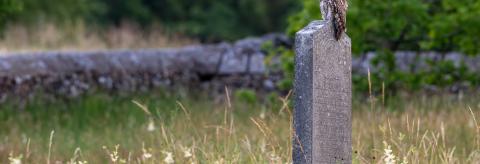 Tawny Graveyard © Mark