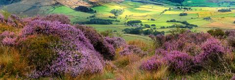Purple and green. © Mike Coleran