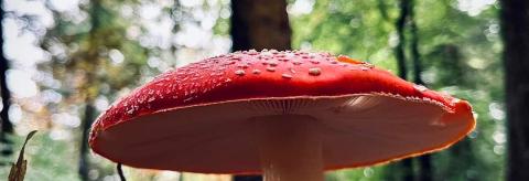 He's a fungi! © Lucy Hawkins 