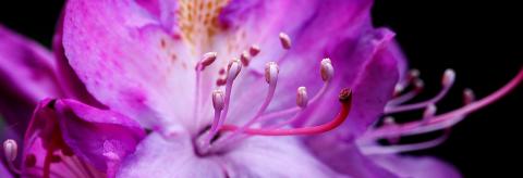 Bloomin' lovely  © Lucy Hawkins 