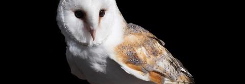 The Silent Assassin © Lucy Hawkins 