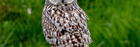 Who you looking at ?  © Suzanne Nuttall 