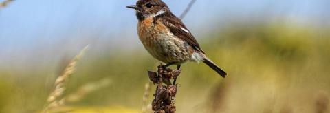 Stonechat  © Andrew Nuttall 