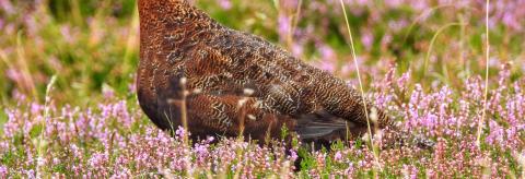 Red Grouse in the heather © Suzanne Nuttall 