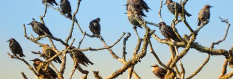 Roosting Starlings © Suzanne Nuttall 