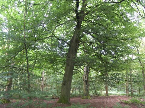 Black Hill Wood, Sabden