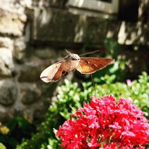 Hummingbird moth © Jo Sebborn