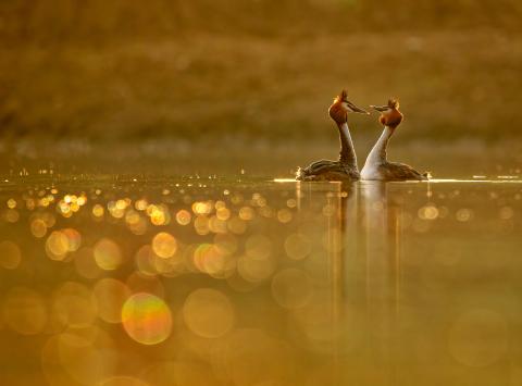 Early morning light with a displaying pair of Great crested Grebes © Mark Harder