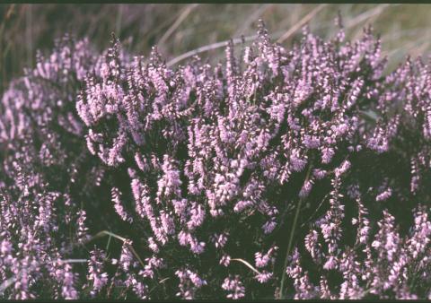 Heather © Jon Hickling