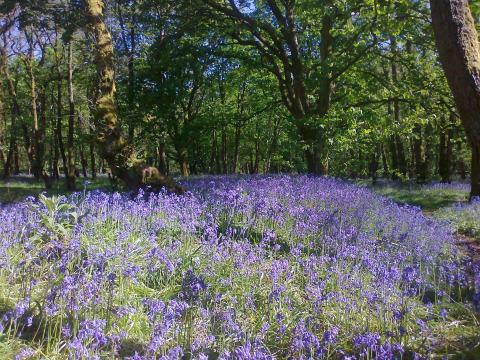 Bluebells by Steven Kidd