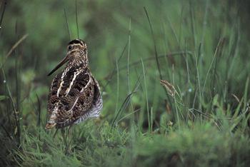 Snipe  © Andy Hay