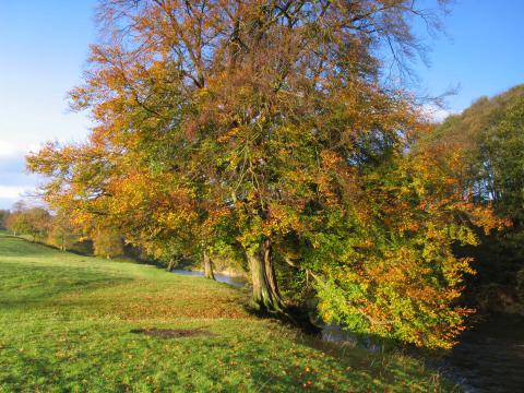 Autumnal tree, River Calder ©  Graham Cooper