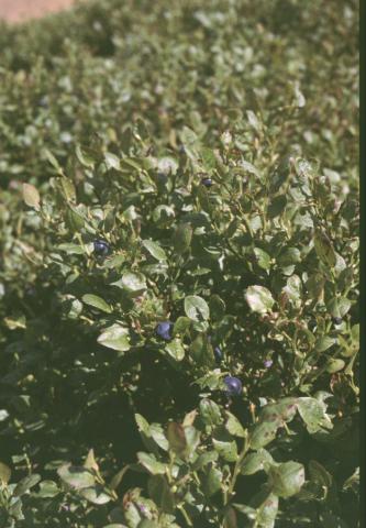 Bilberry © Jon Hickling Bilberry © Jon Hickling