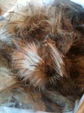 Melancholy thistle seed Melancholy thistle seed