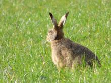 brown hare © Jon Hickling