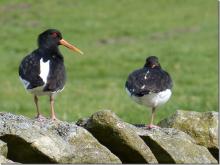 Oystercatchers on a dry stone wall © Jon Hickling