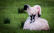 Watching sheep and lambs for an amount of time usually finds some moments of comedy © Dave Spellman