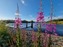Summer flowers at Stocks Reservoir © Naomi Barnes