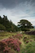 Late summer heathers © James Shaw