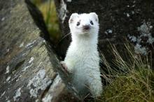 I feel extremely lucky to have seen a Stoat but it was extra special as still had most of its winter coat. © Jack Thomas