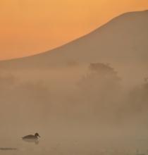 Mallard under Pendle hill at dawn © Mark Harder