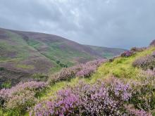 The contrast of the Heather against the green is what I love the most about the Forest of Bowland. © Heather Paluch