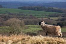 On Parlick Fell. This beautiful sheep admiring the view from the fell, they’re lucky sheep to have that view.  © Deborah Lyons 