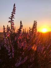 Marshaw fell sunset  © Tim green 