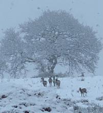 Oh deer it’s snowing © Gayle Rogan