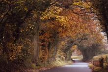 Autumn Glory. Beautiful trees along a Lane heading towards Clitheroe. Xx  © Deborah Lyons 