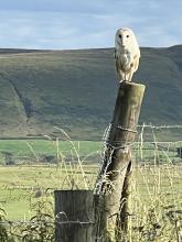 Barn owl on a fence post Houghclough lane. Fair Snape Fell in the background  © Lizzy kelly