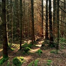 So many special moments spent in the stillness of the beautiful Gisburn Forest © Joanne Brennand