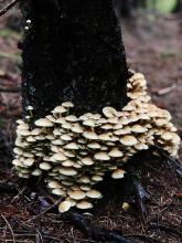 There’s no place like Gisburn Forest during the magical autumn months, when a never-ending variety of fungus appears throughout the forest. © Joanne Brennand