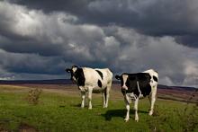 Lovely sunlight on the cows above Abbeystead, before it rained. © Janet Wright