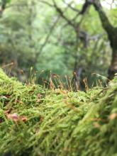 Moss in Gisburn Forest, digital photography course © Sarah Robinson