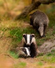 This photograph represents months of hard work tracking and monitoring the sett, finally being rewarded with this incredible encounter of the mother and cubs.  © Bradley Hamer