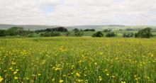 Bowland Buttercups © Sue Lowe