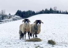 Two likely lads in the snow  © Hannah Binns