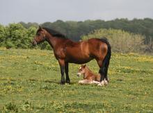Mother and foal in Spring © Beth Spellman-Ross
