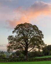 This stunning tree can be found at the entrance to Downham - the image was taken at dawn. © Paul Warrilow