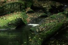 A stream in the forest of Hurst Green © Beth Spellman-Ross