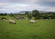 Our sheep grazing Riddings pasture with Pendle Hill in the background  © Sarah whitwell