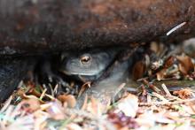 Toad  © Iona Connor