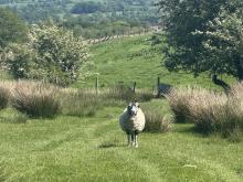 Who are Ewe? © Shirin Patel
