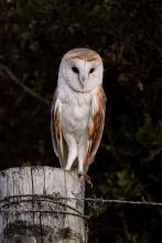 New to photography and nothing better than spending time watch barn owls in the golden hour.  © Tim green