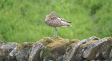 Curlew sitting on Drystone Wall © Andrew Nuttall
